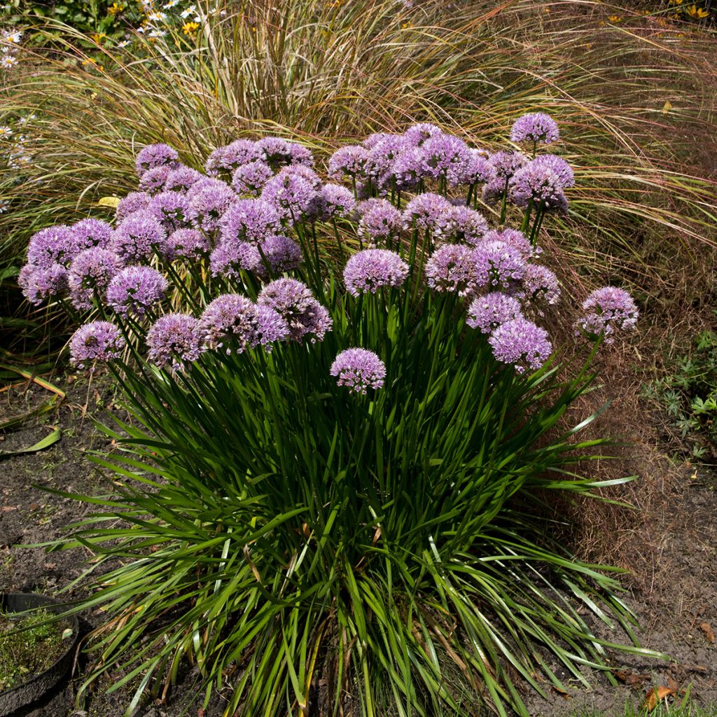 Ail d'ornement - Allium senescens Summer Beauty