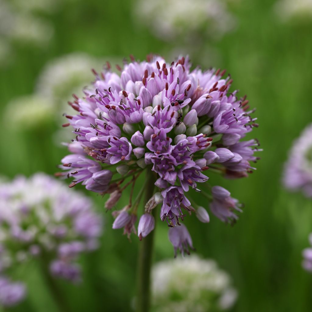 Ail d'ornement - Allium senescens Summer Beauty