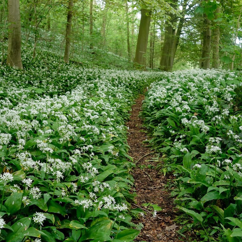 Ail des Ours - Allium ursinum