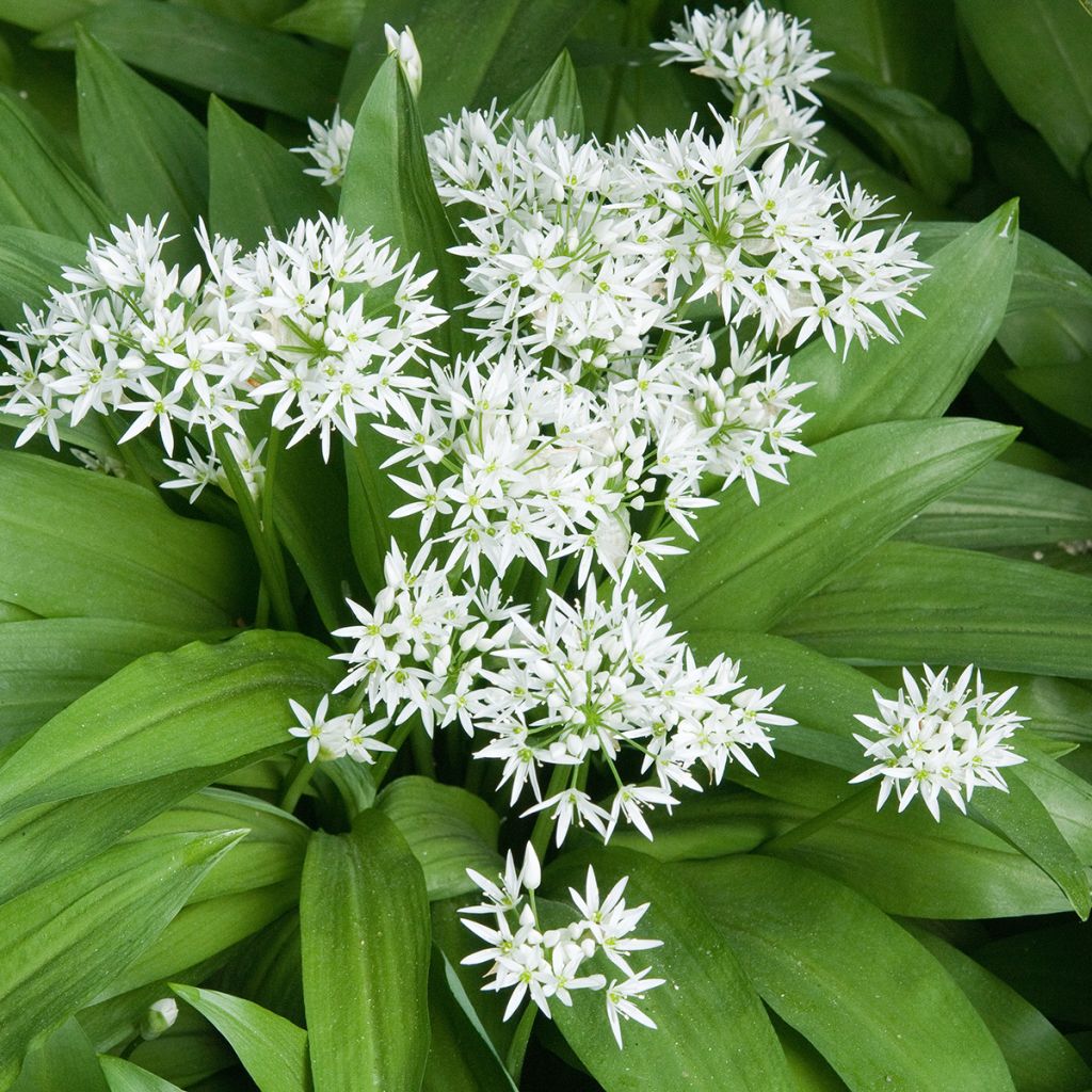 Ail des Ours - Allium ursinum