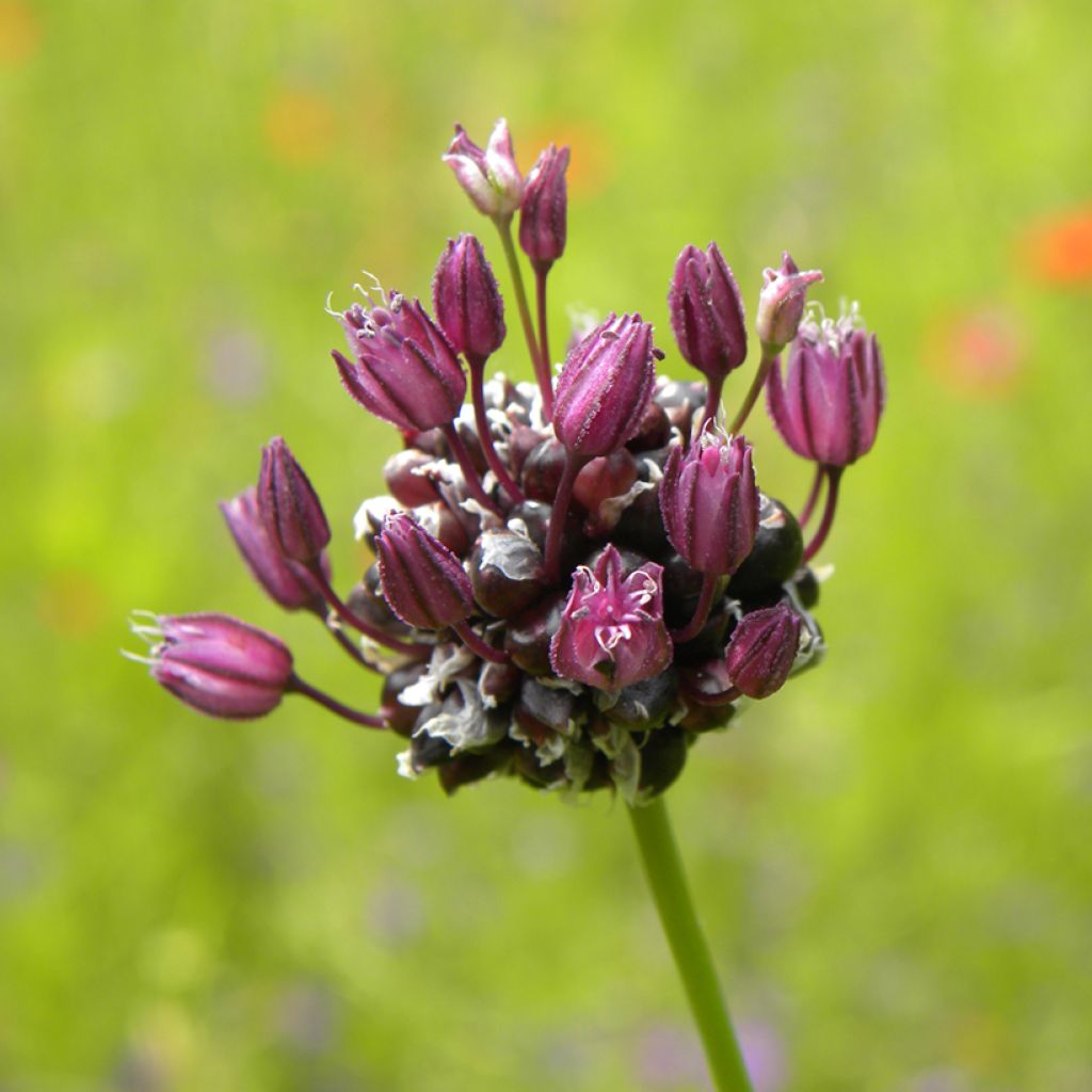 Ail rocambole - Allium scorodoprasum
