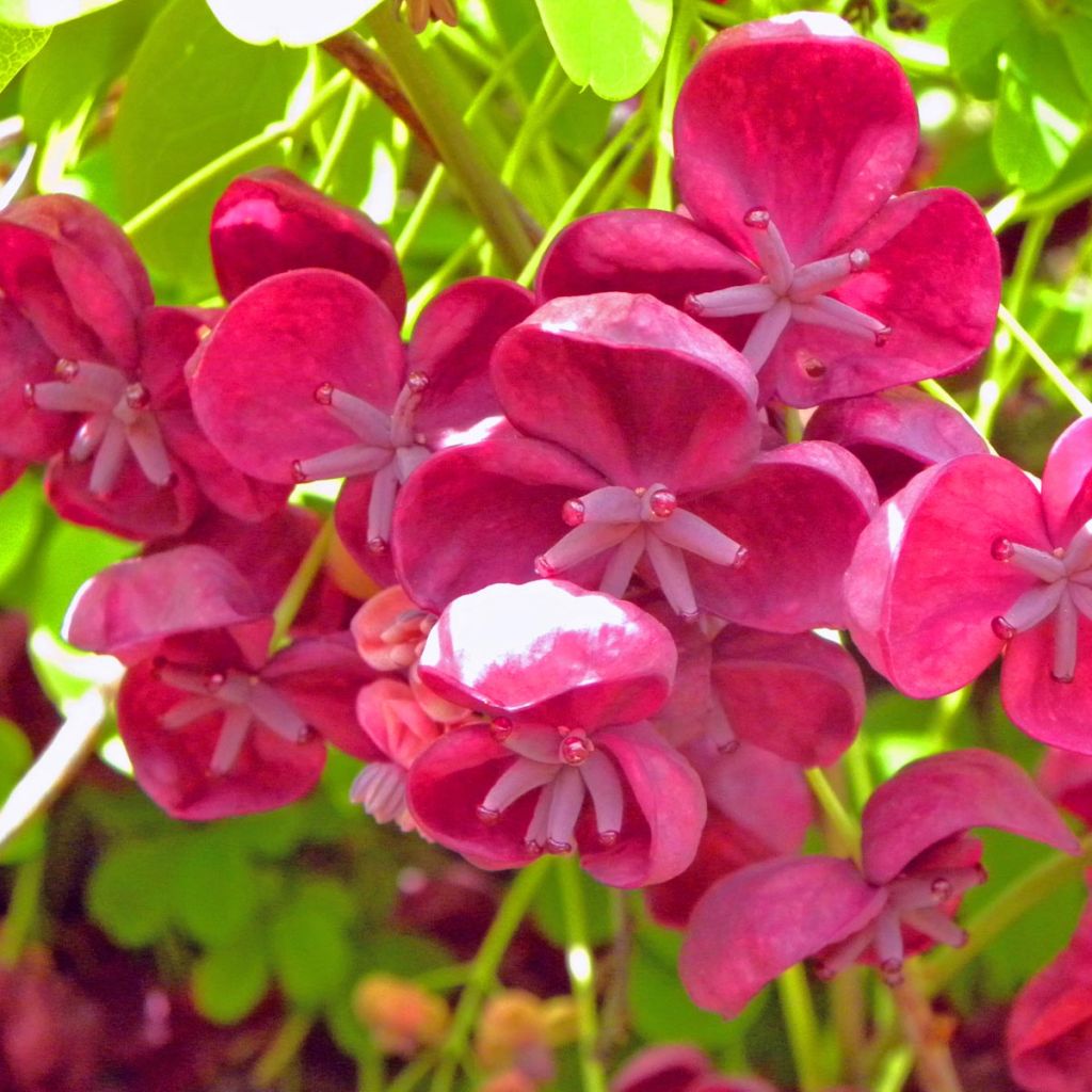 Akebia quinata Rosea