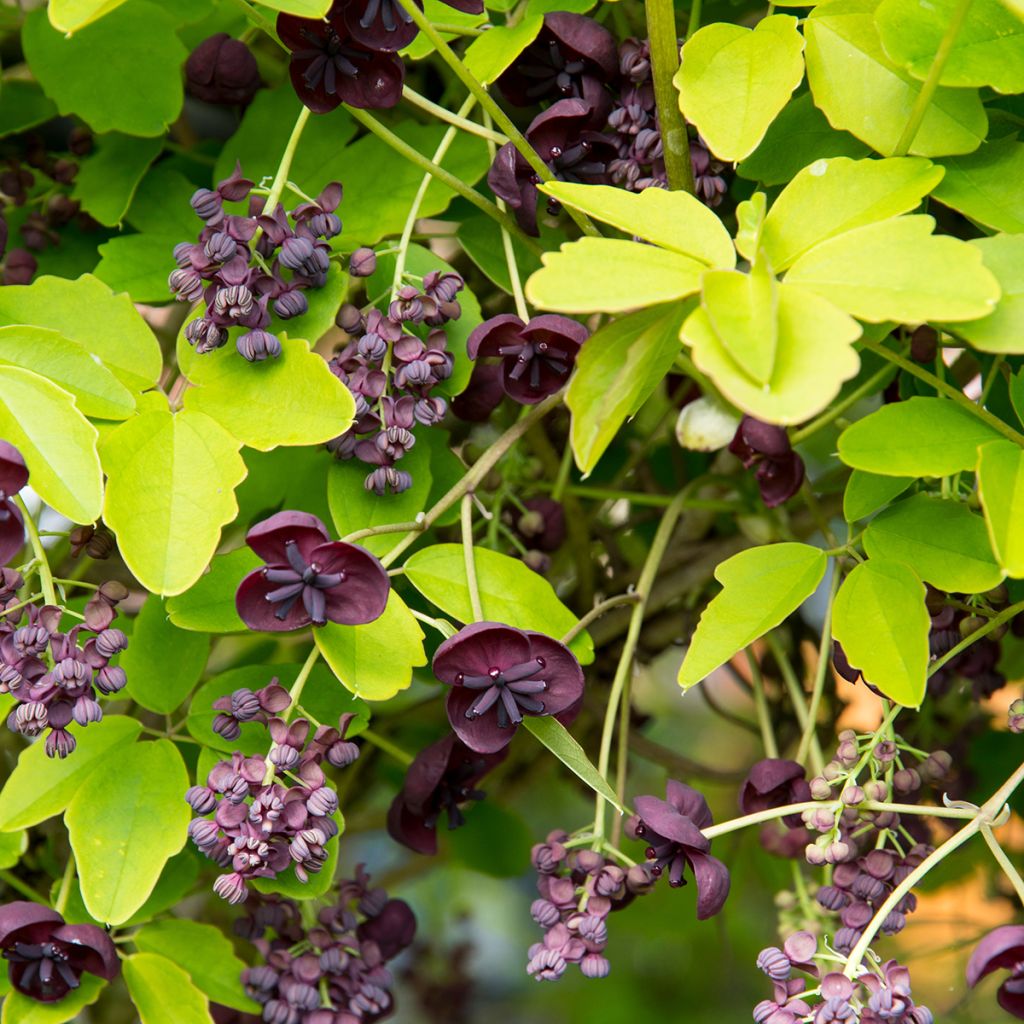 Akebia quinata - Akébie à cinq feuilles