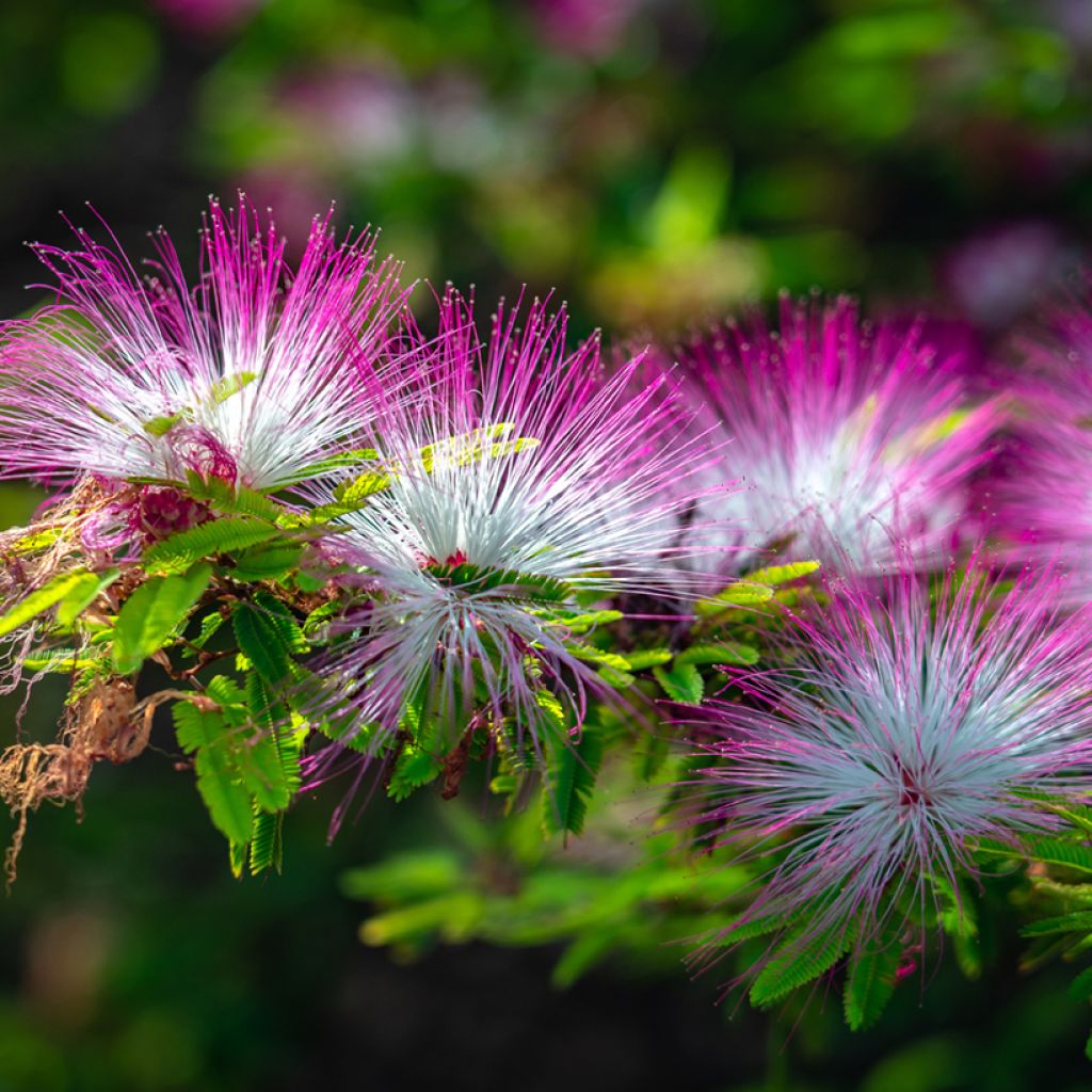 Albizia julibrissin Rosea - Arbre à soie rose