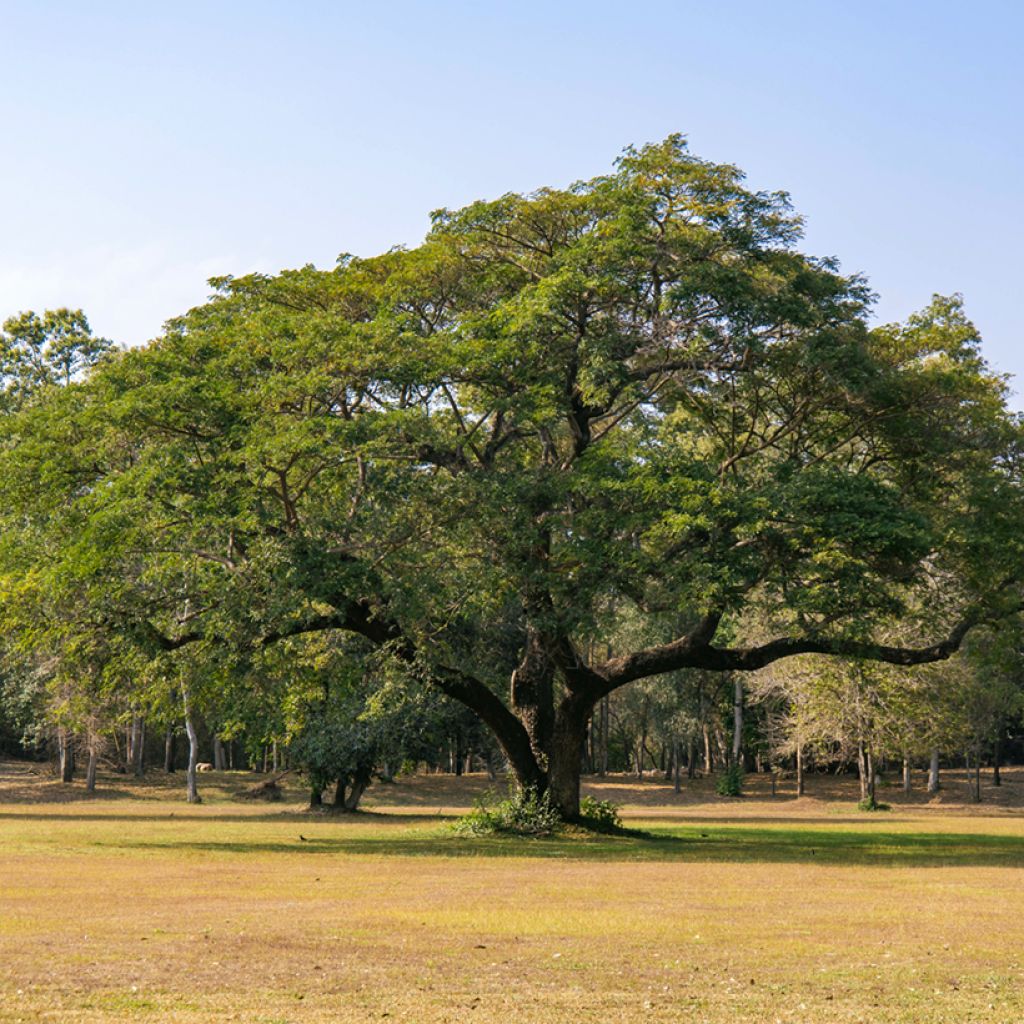 Albizia saman - Arbre à pluie