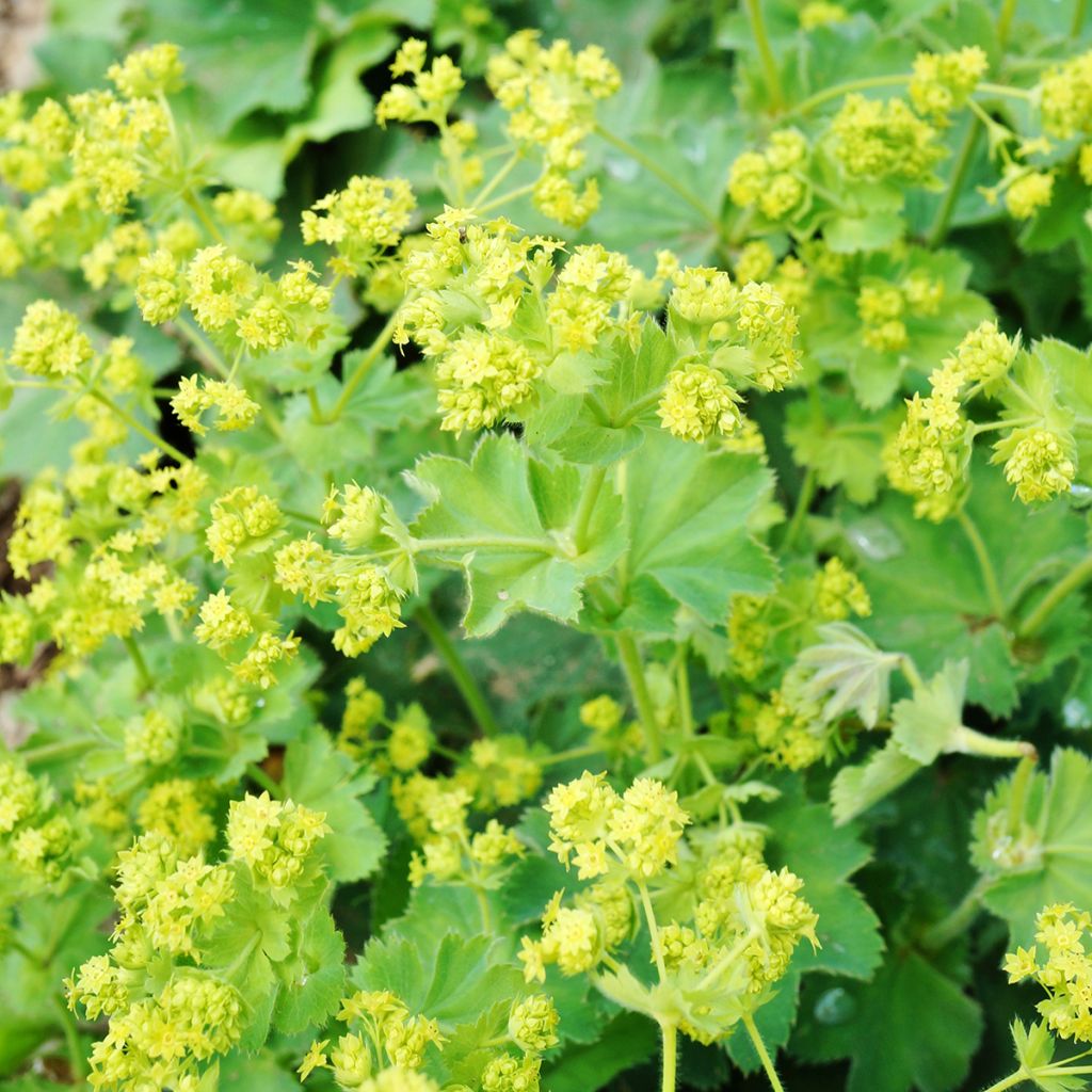Alchémille commune - Alchemilla mollis
