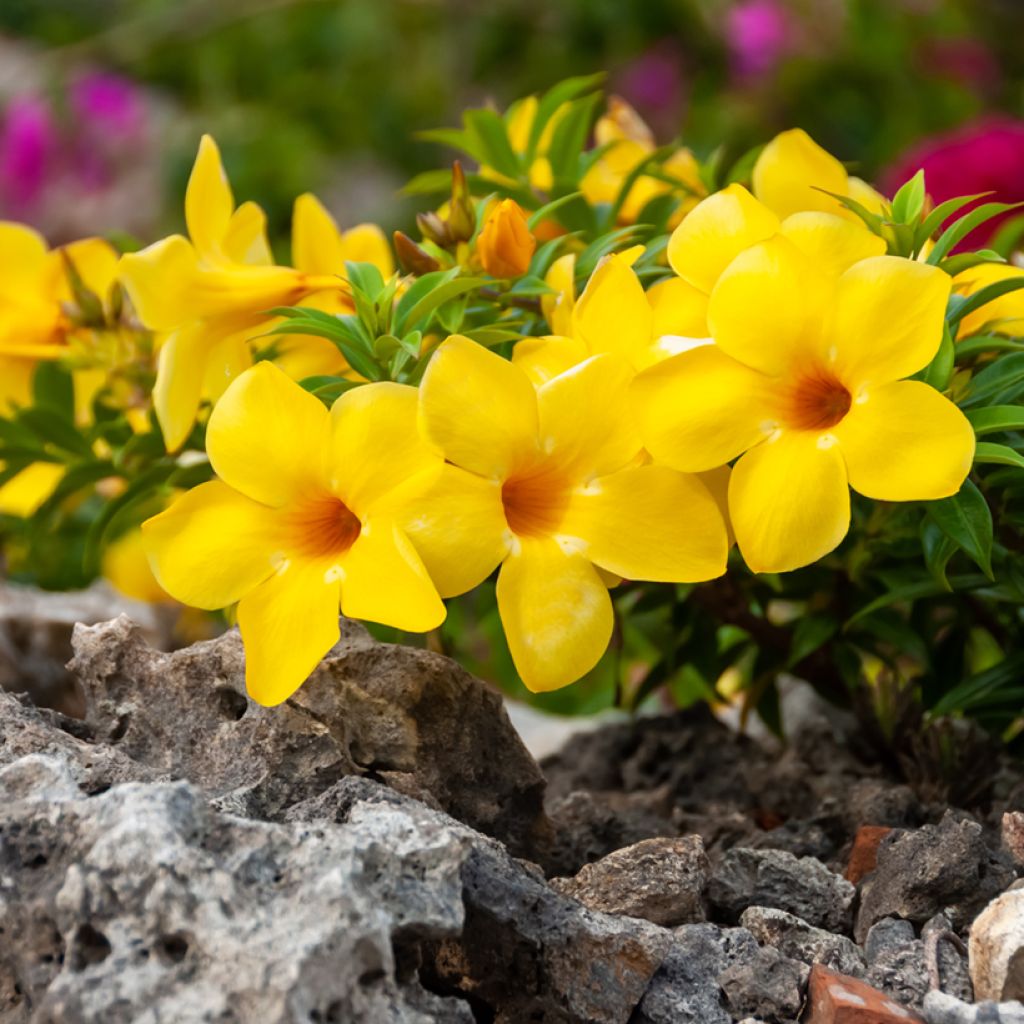 Allamanda cathartica - Trompette d'or