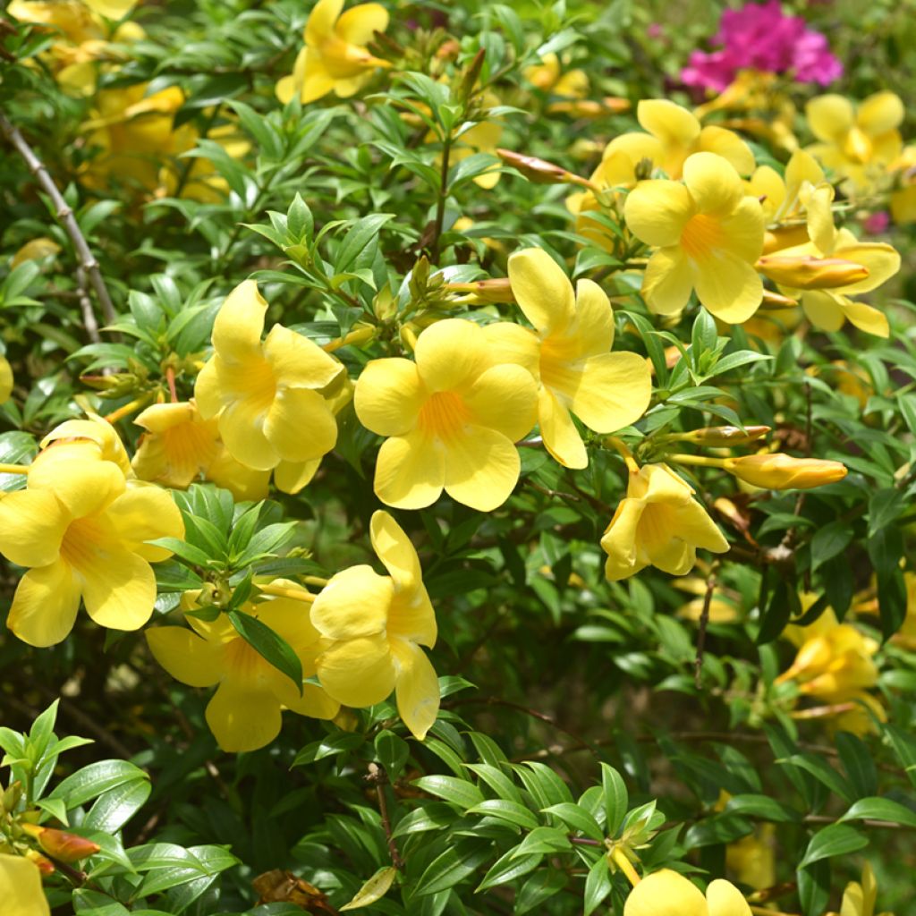 Allamanda cathartica - Trompette d'or