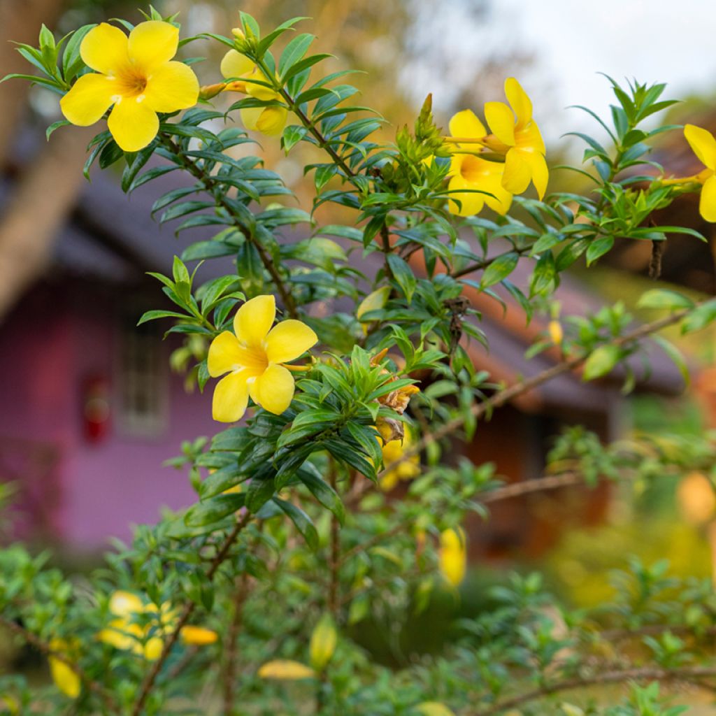Allamanda cathartica - Trompette d'or