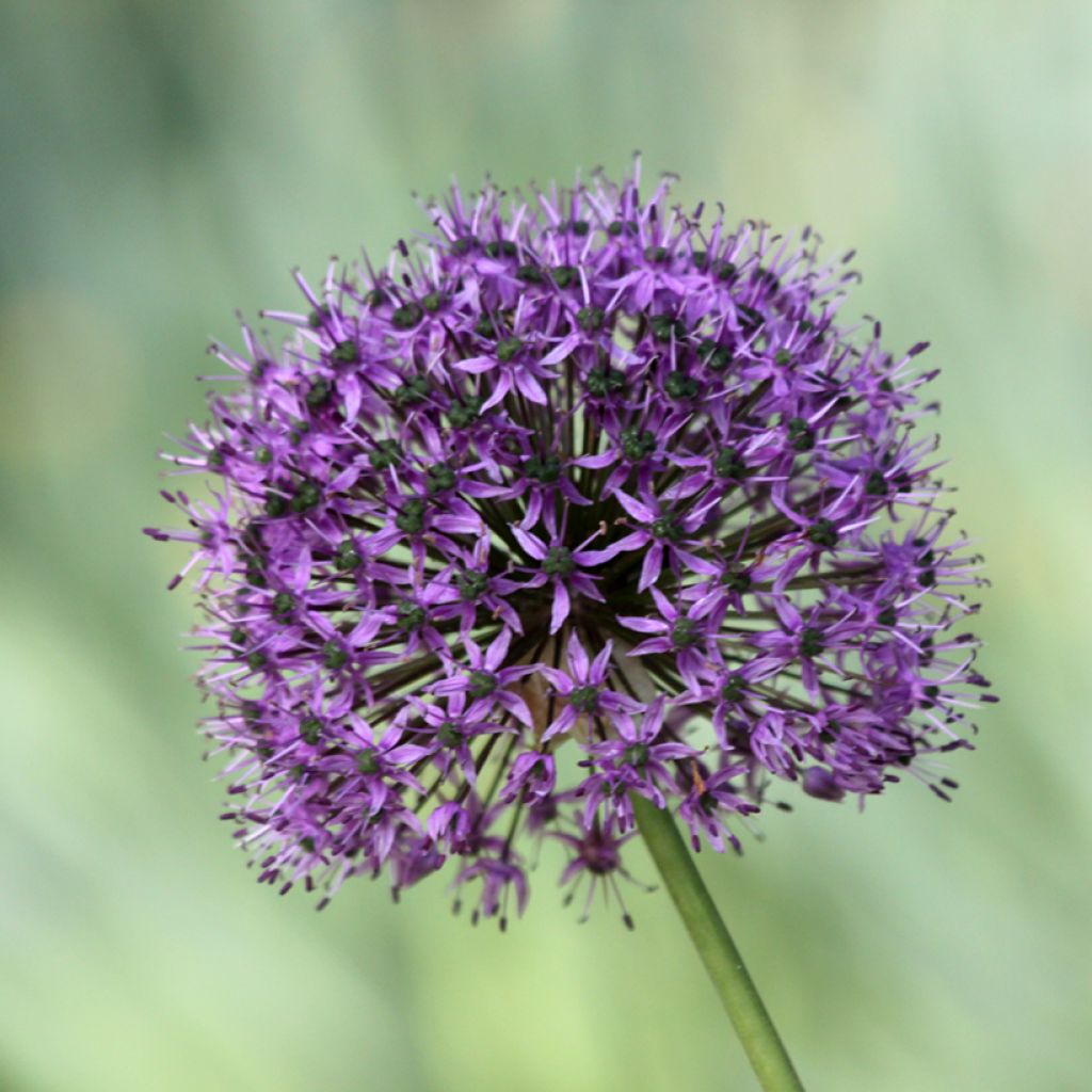 Ail d'ornement - Allium Statos