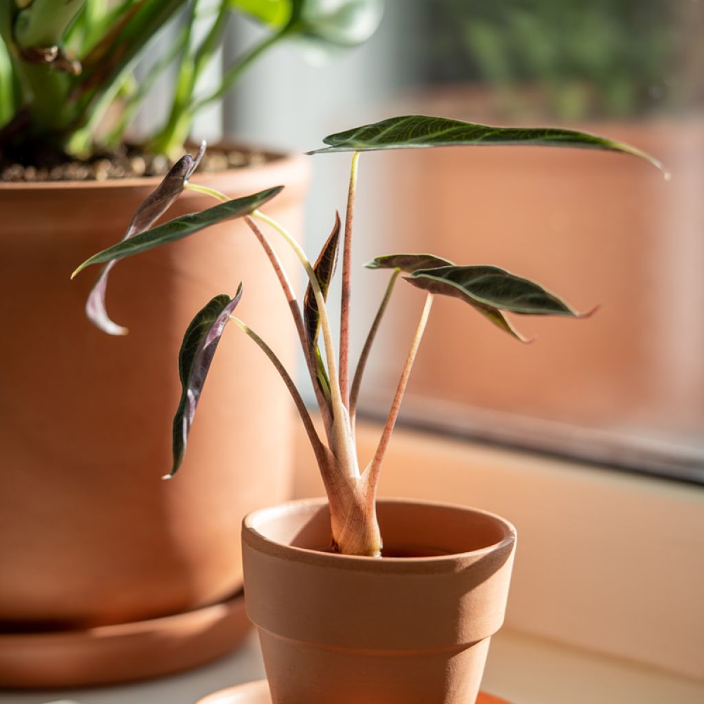 Alocasia Bambino - Oreille d'éléphant