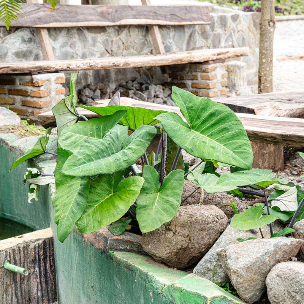 Alocasia Black Stem - Oreille d'éléphant