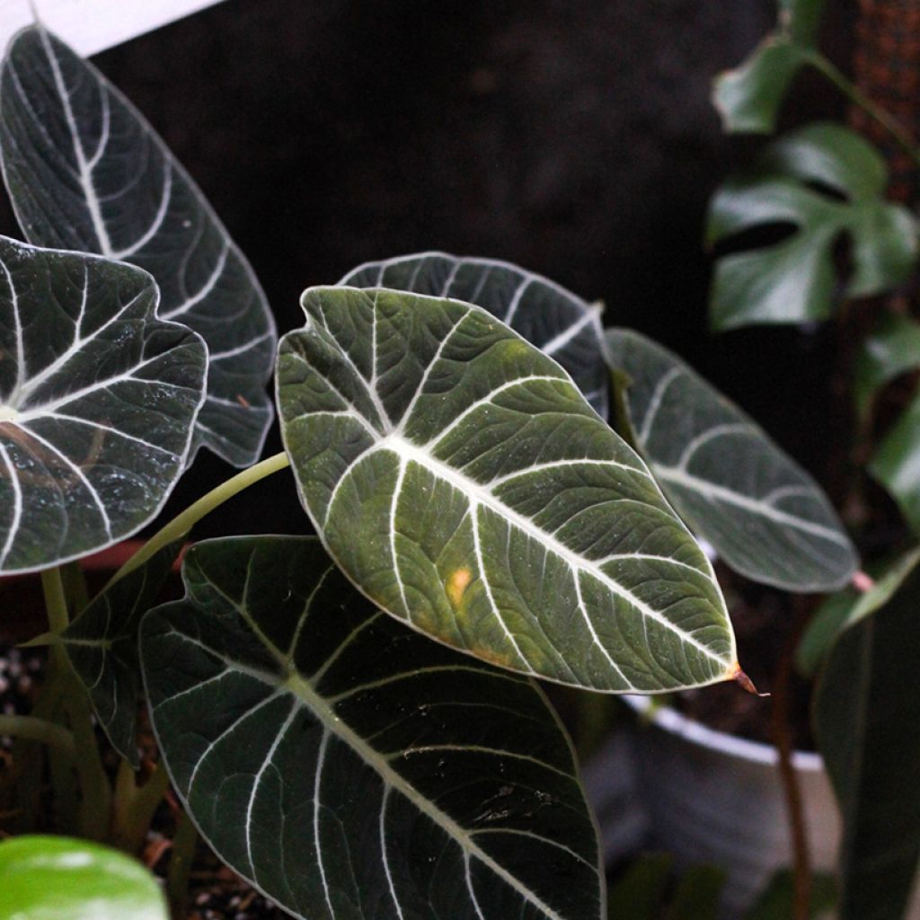 Alocasia Black Velvet - Oreille d'éléphant