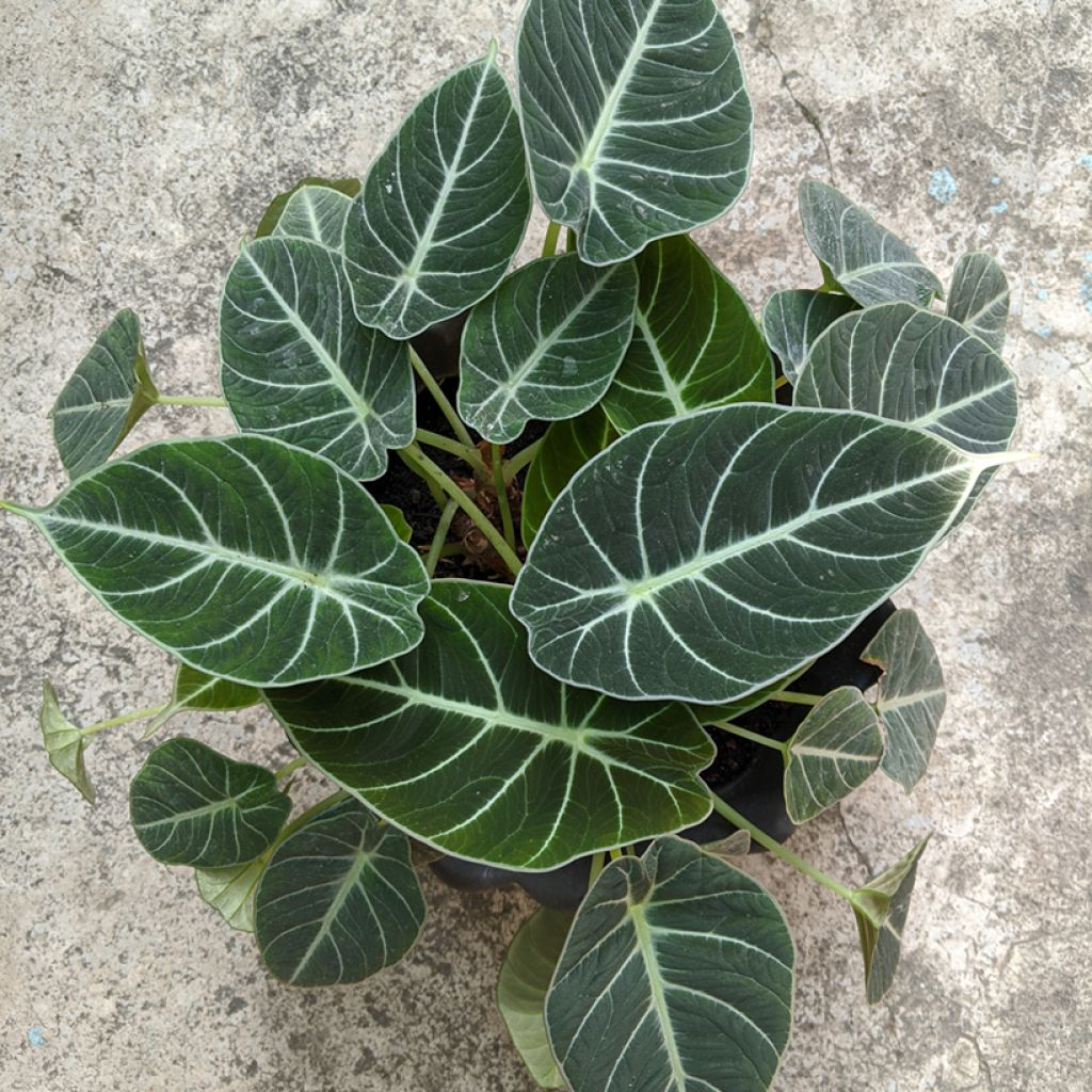 Alocasia Black Velvet - Oreille d'éléphant
