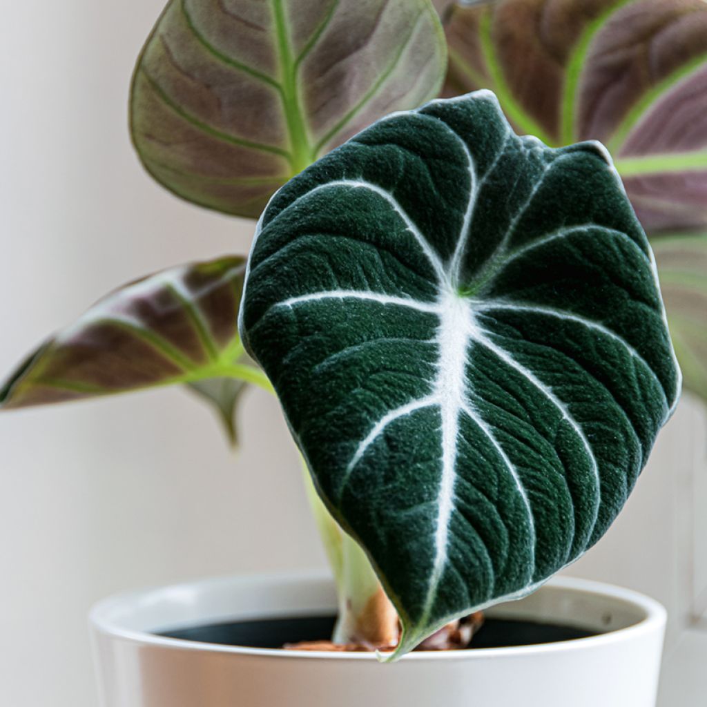 Alocasia Black Velvet - Oreille d'éléphant