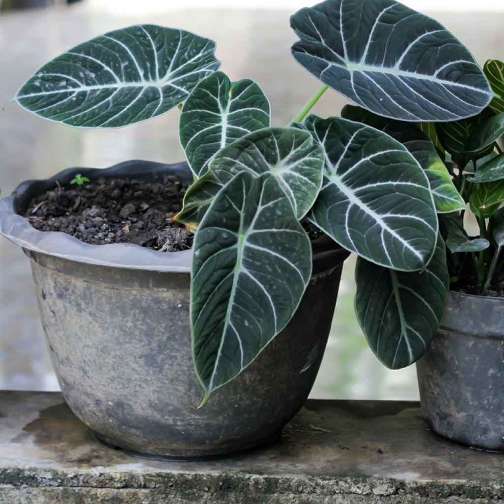 Alocasia Black Velvet - Oreille d'éléphant