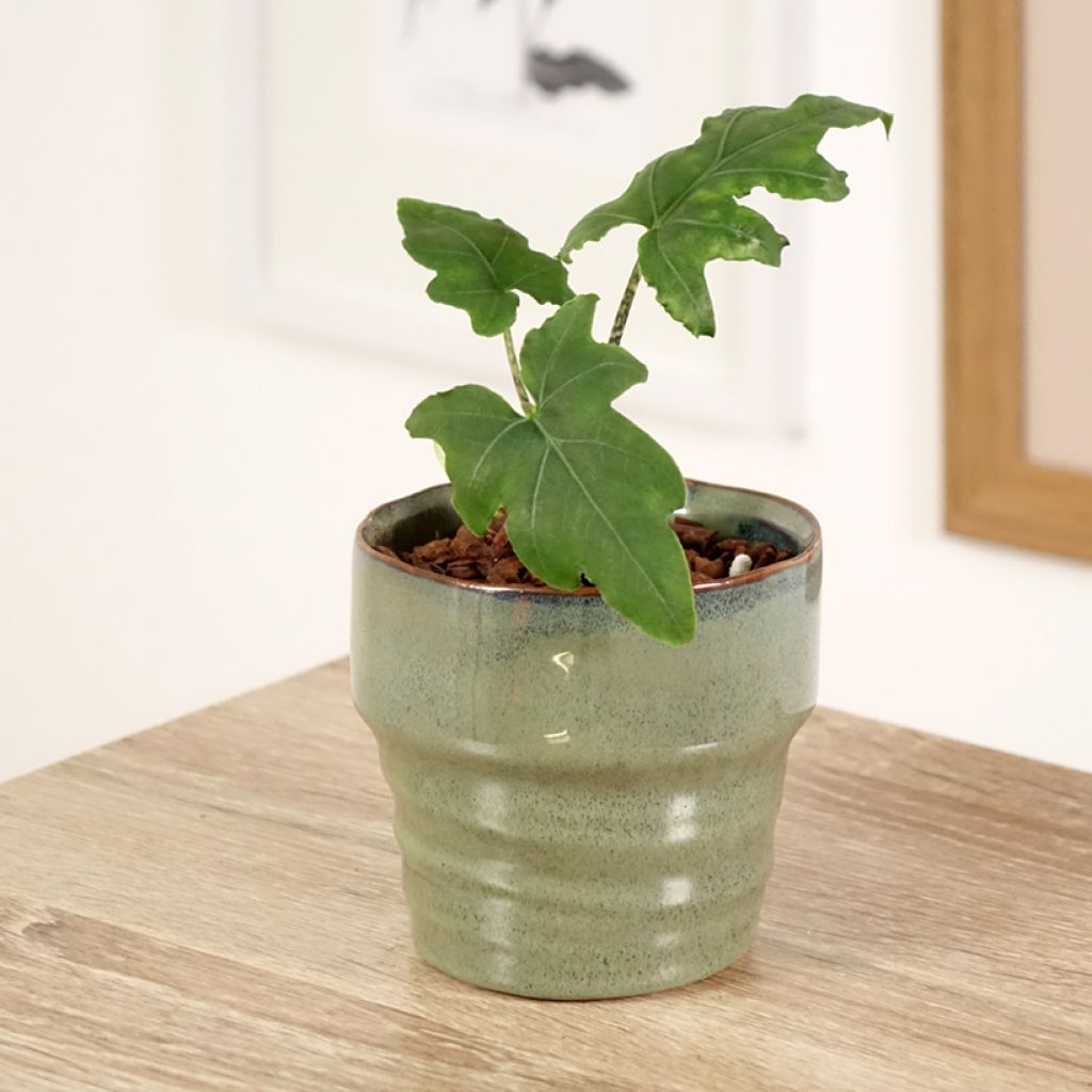 Alocasia brancifolia - Oreille d'éléphant