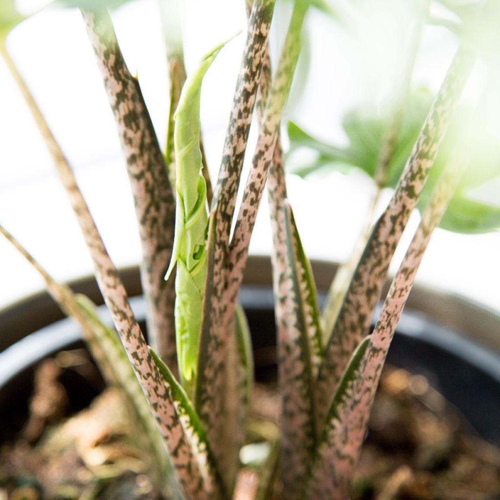 Alocasia brancifolia - Oreille d'éléphant