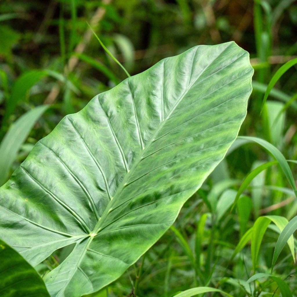 Alocasia Calidora - Oreille d'éléphant