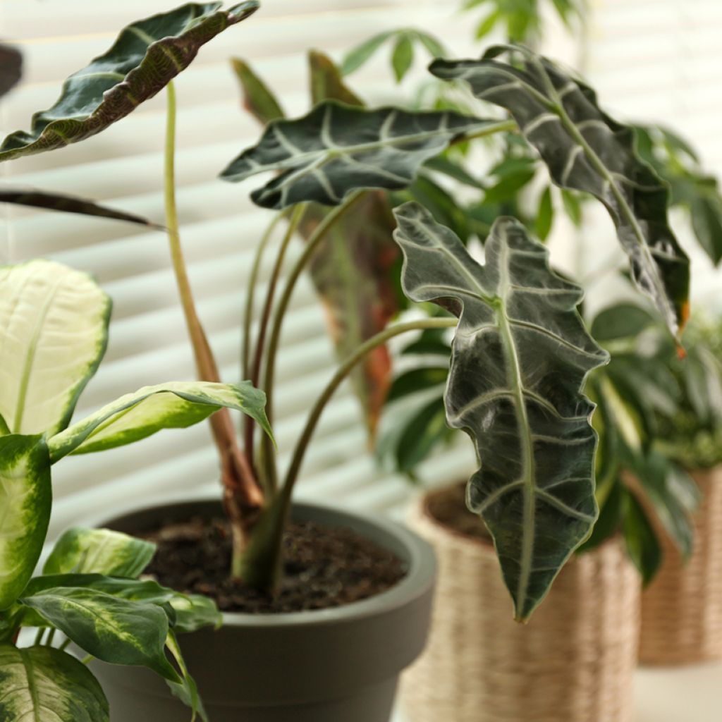 Alocasia Curly Bambino - Oreille d'éléphant