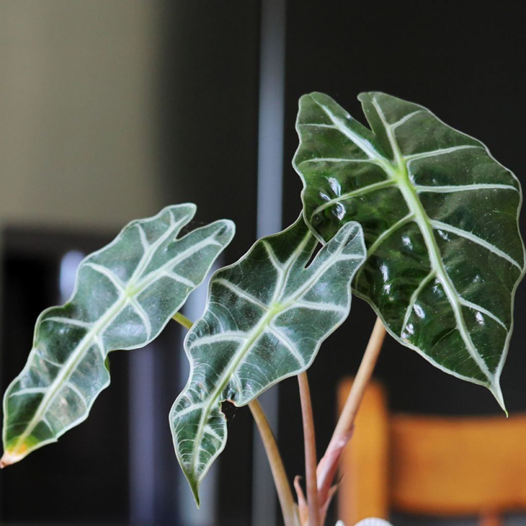 Alocasia Curly Bambino - Oreille d'éléphant