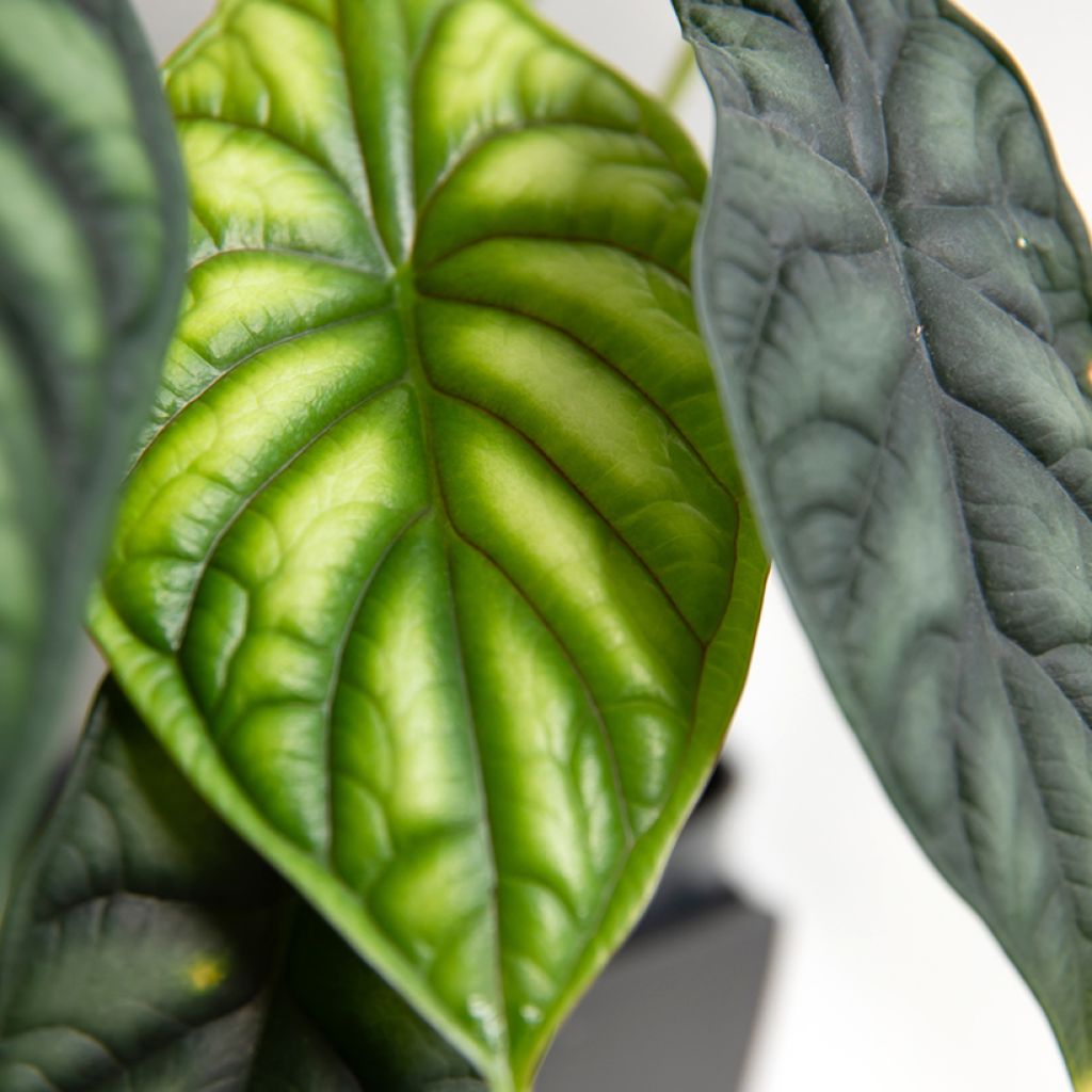 Alocasia Dragon Scale - Oreille d'éléphant