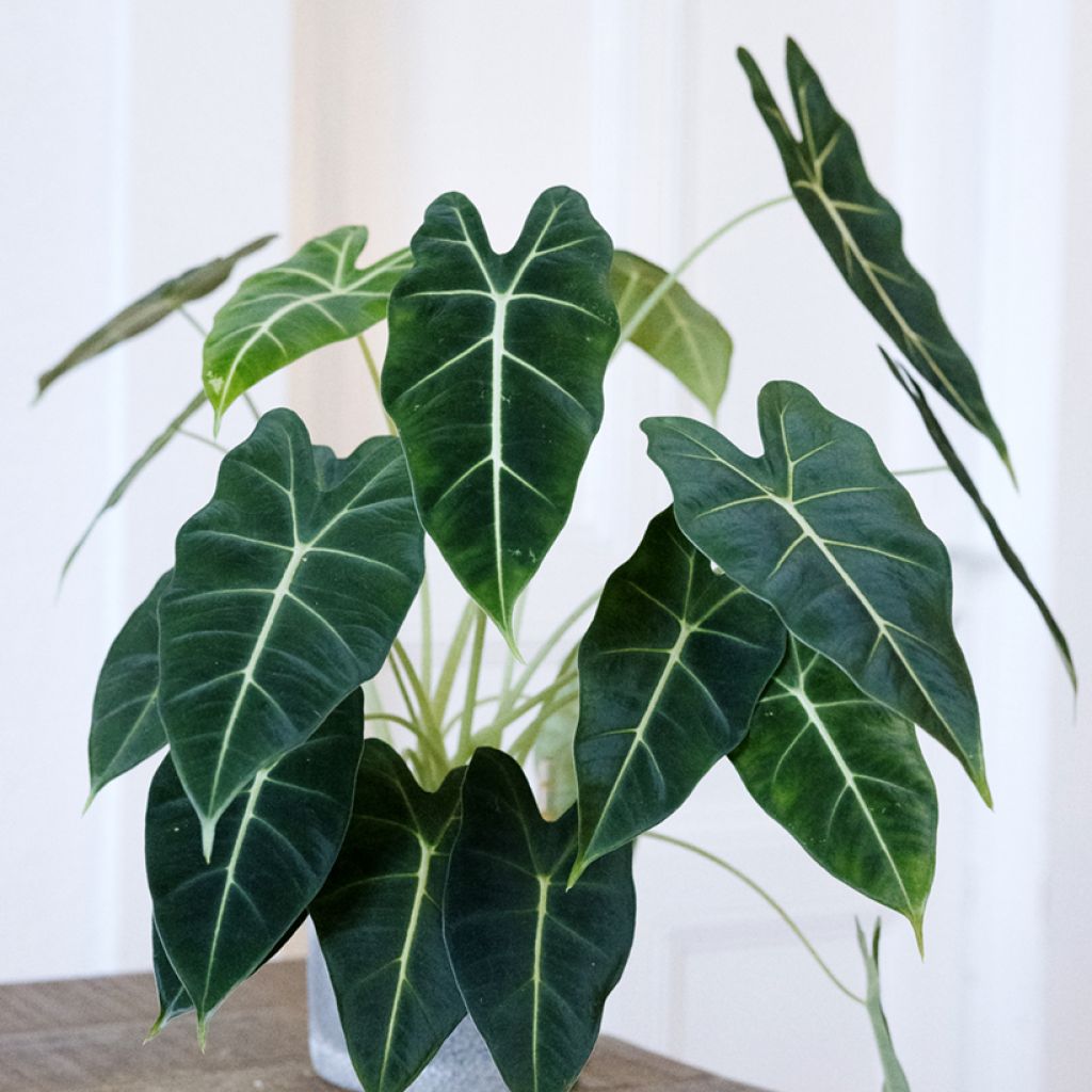Alocasia Frydek - Oreille d'éléphant