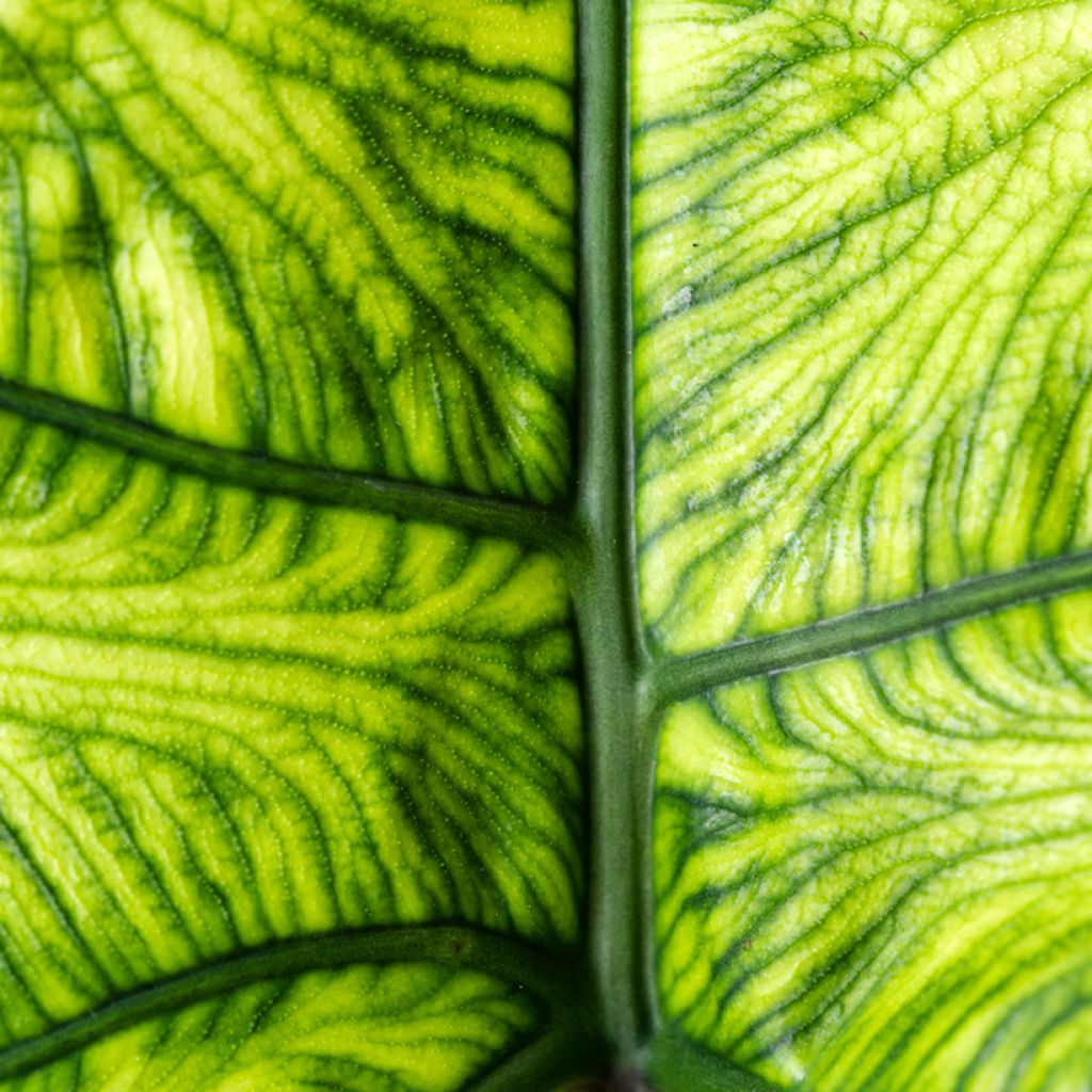 Alocasia Jacklyn - Oreille d'éléphant