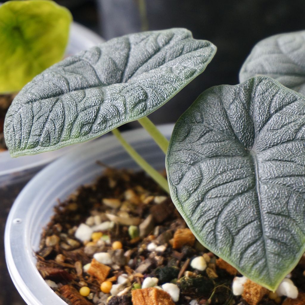 Alocasia melo - Oreille d'éléphant