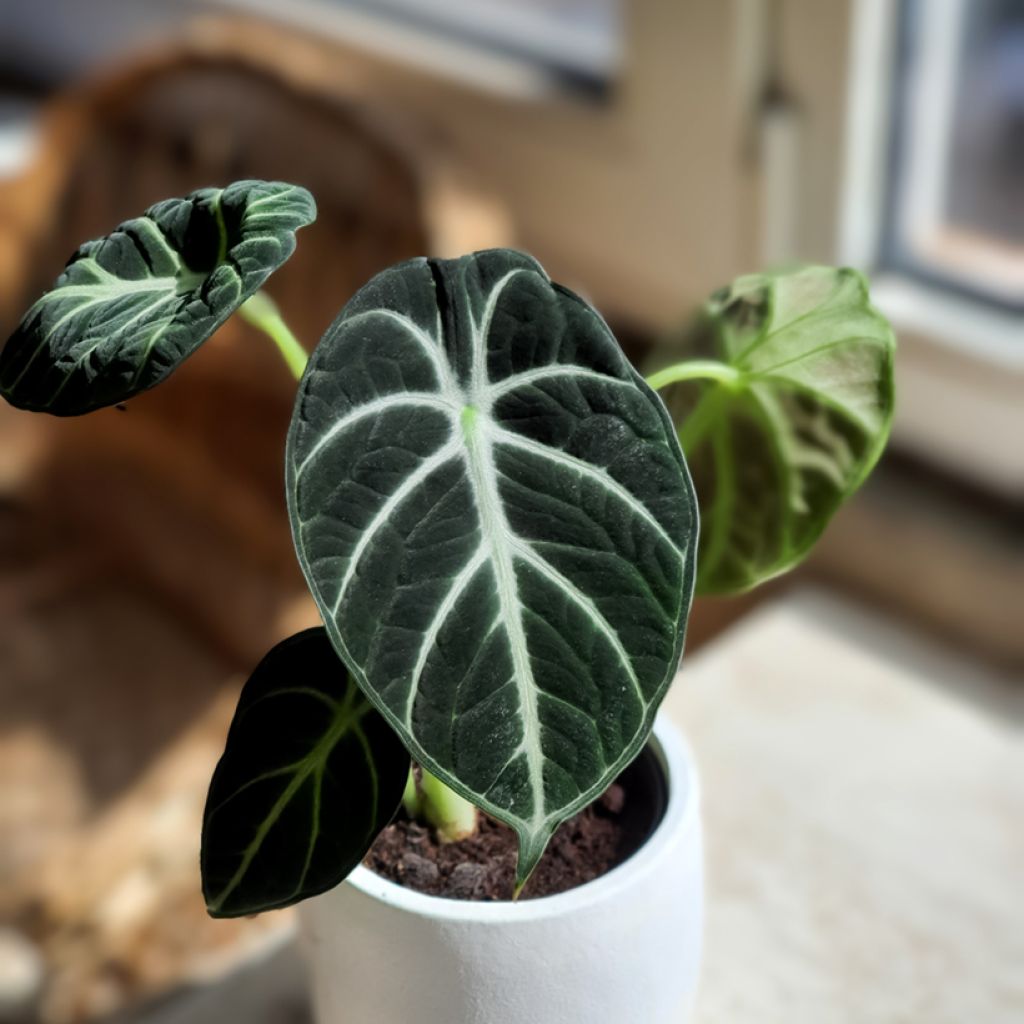 Alocasia Ninja - Oreille d'éléphant