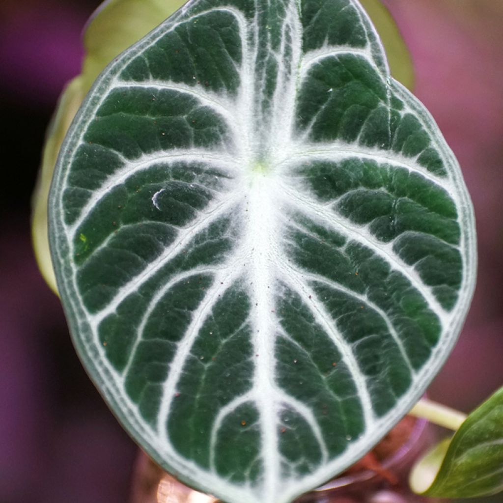 Alocasia Ninja - Oreille d'éléphant