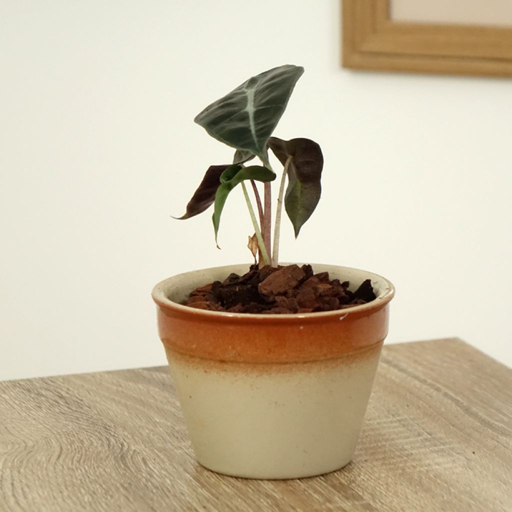 Alocasia Polly - Oreille d'éléphant