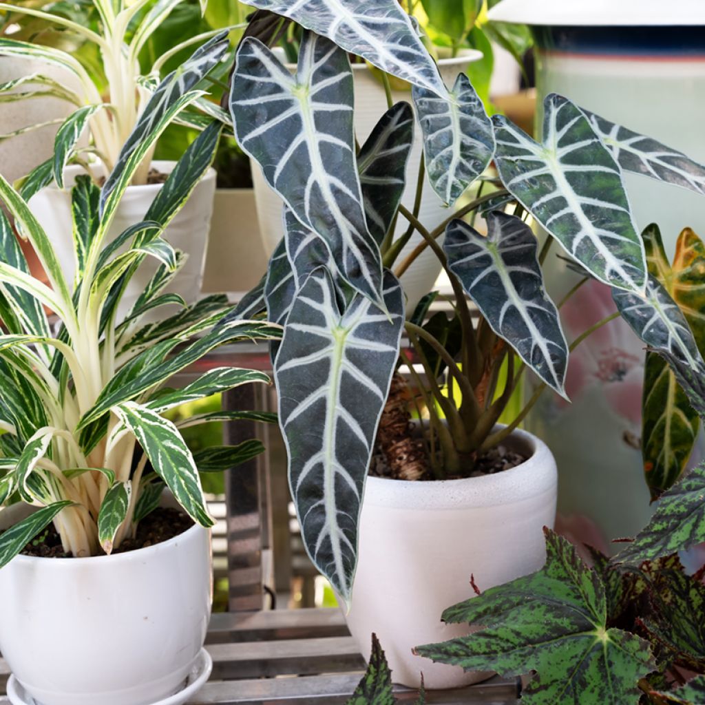Alocasia Polly - Oreille d'éléphant