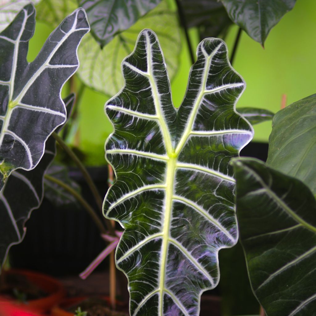 Alocasia Polly - Oreille d'éléphant