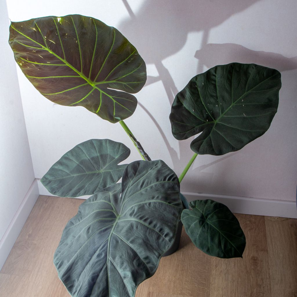 Alocasia Regal Shields - Oreille d'éléphant