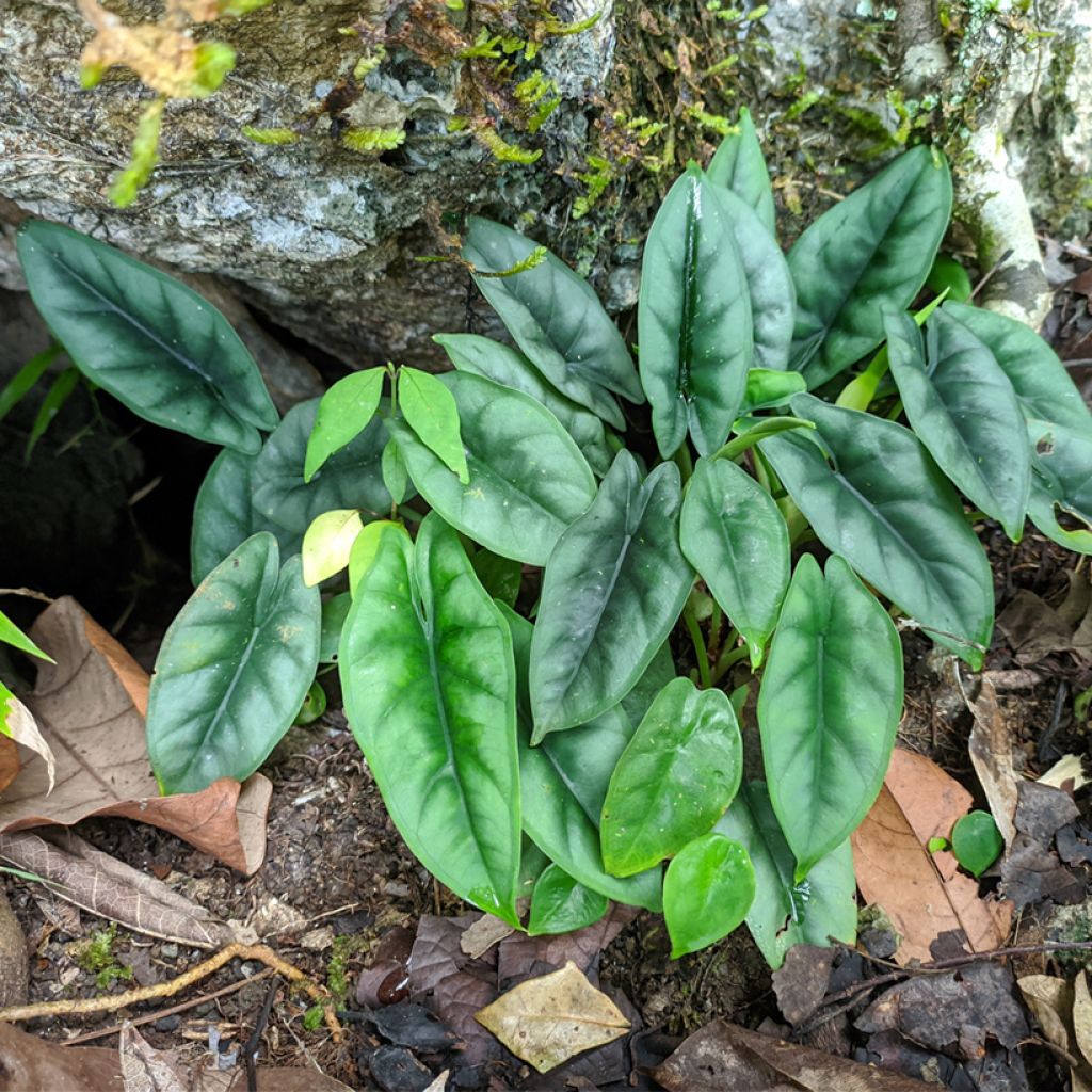 Alocasia reversa - Oreille d'éléphant