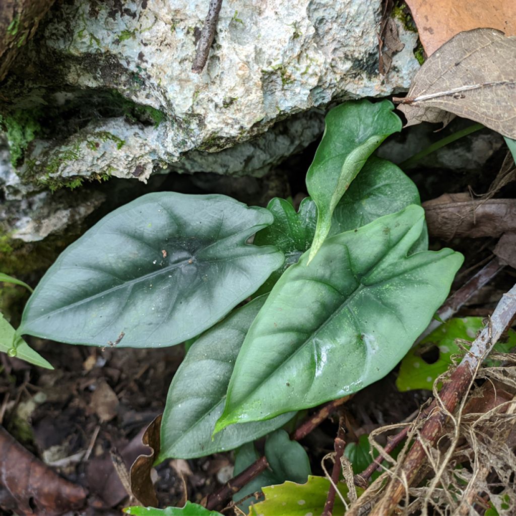 Alocasia reversa - Oreille d'éléphant