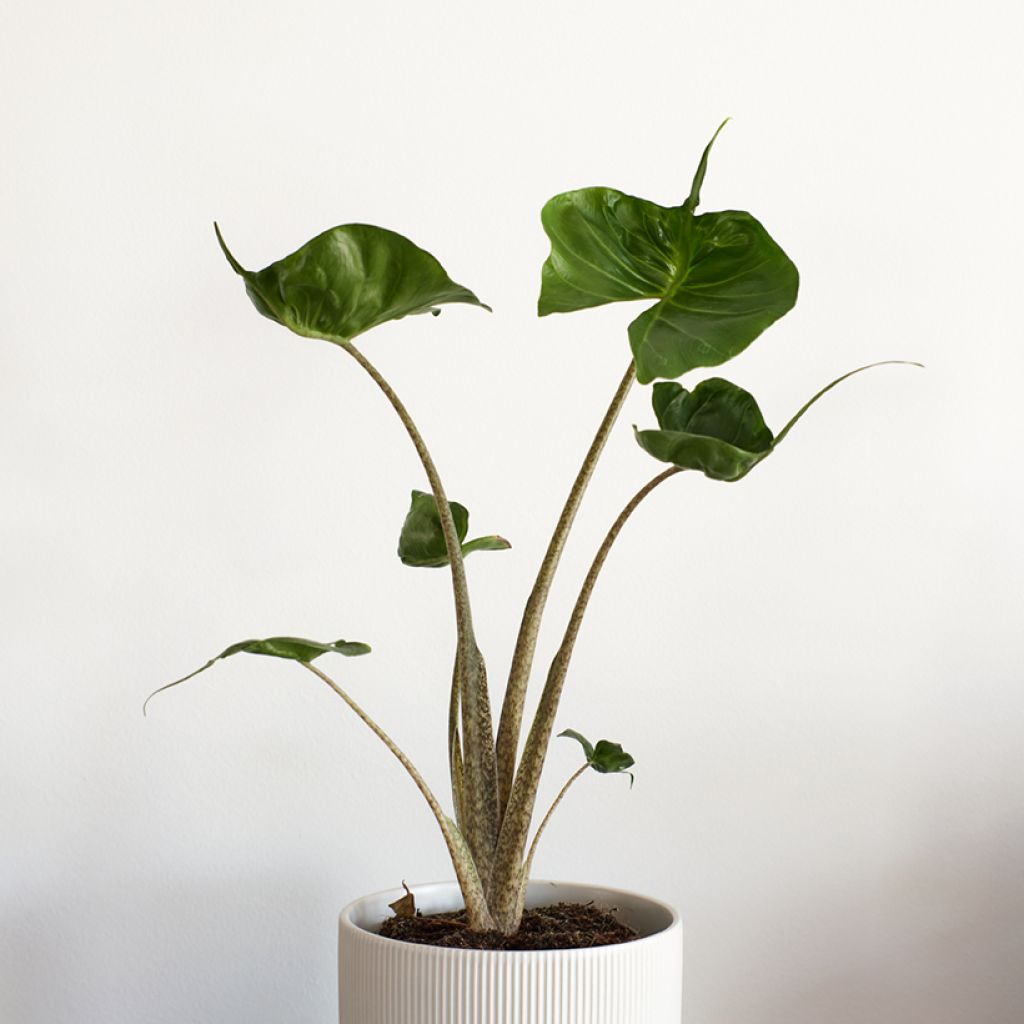 Alocasia Stingray - Oreille d'éléphant