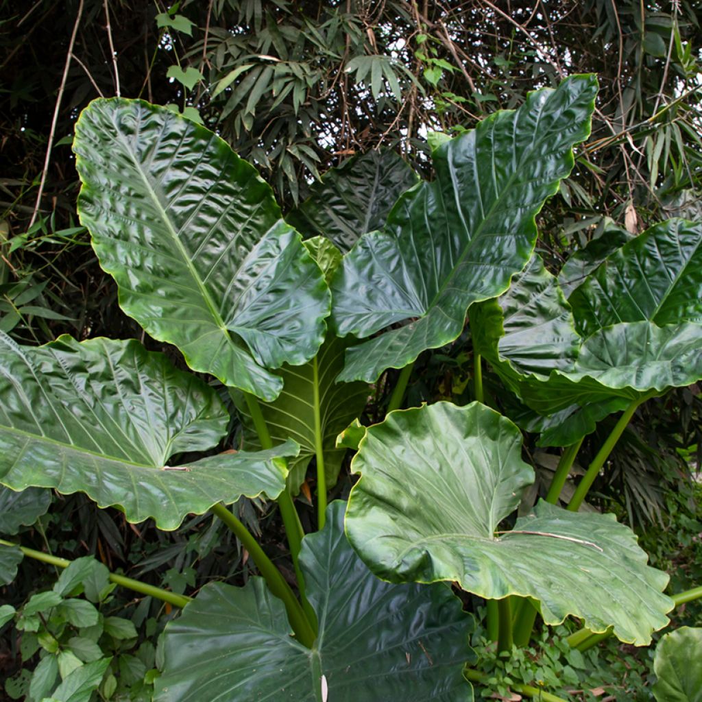 Alocasia Sumo - Oreille d'éléphant