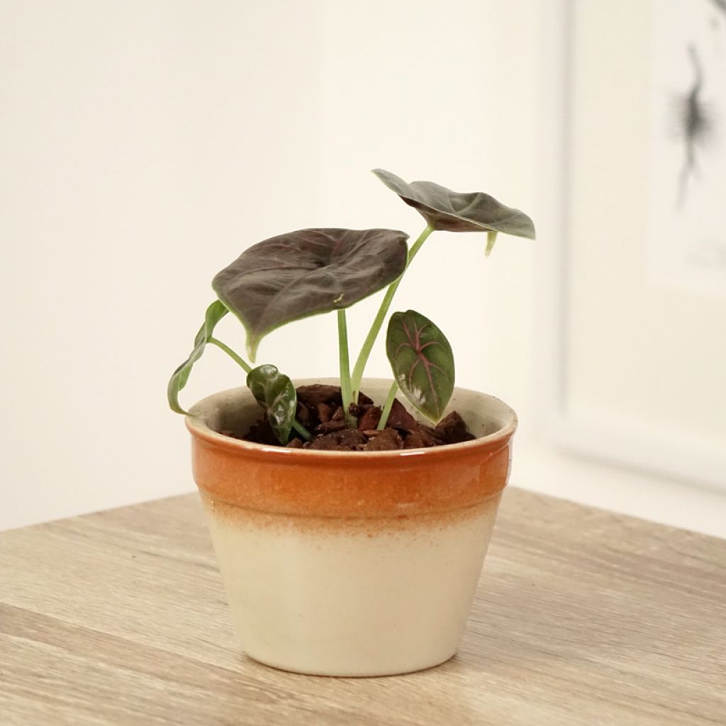 Alocasia azlanii - Oreille d'éléphant