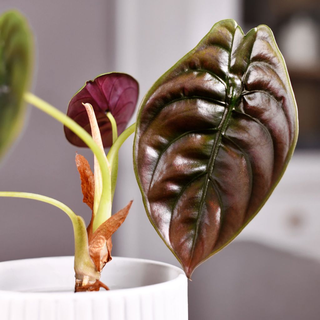 Alocasia azlanii - Oreille d'éléphant