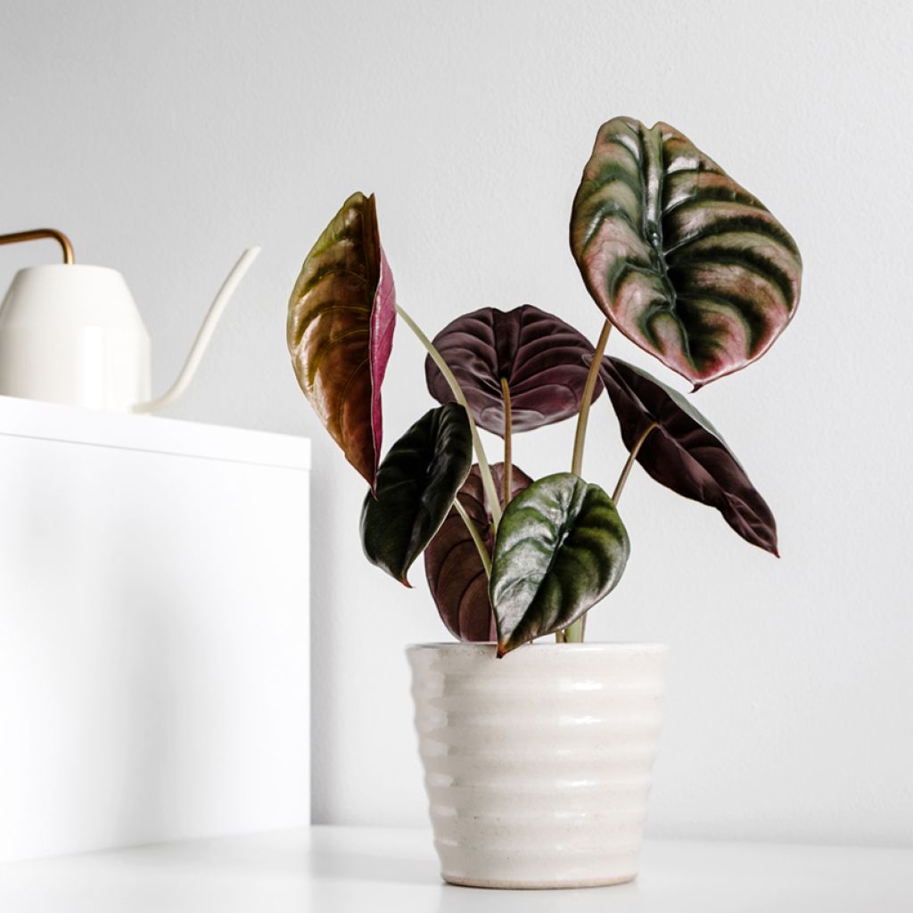 Alocasia cuprea Red - Oreille d'éléphant