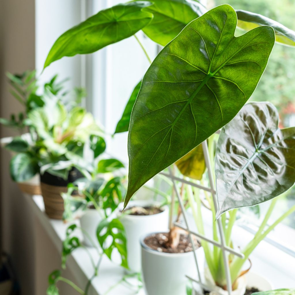 Alocasia wentii - Oreille d'éléphant