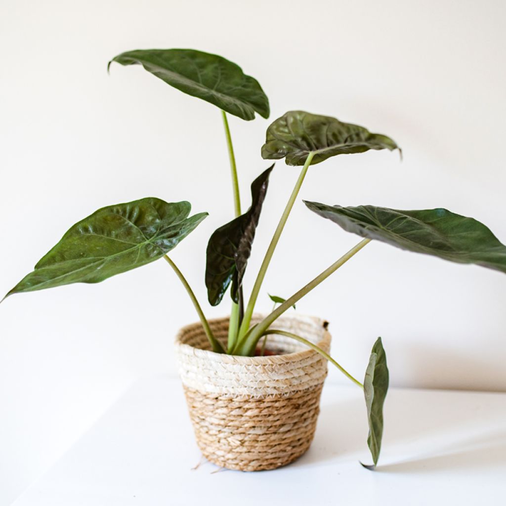 Alocasia wentii - Oreille d'éléphant