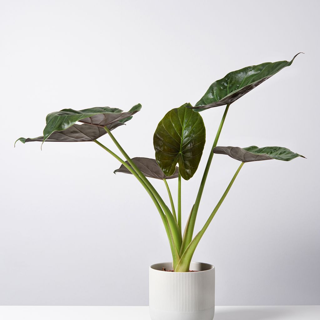 Alocasia Williams hybrid - Oreille d'éléphant