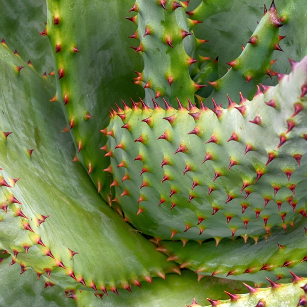 Aloe marlothii - Aloès de montagne