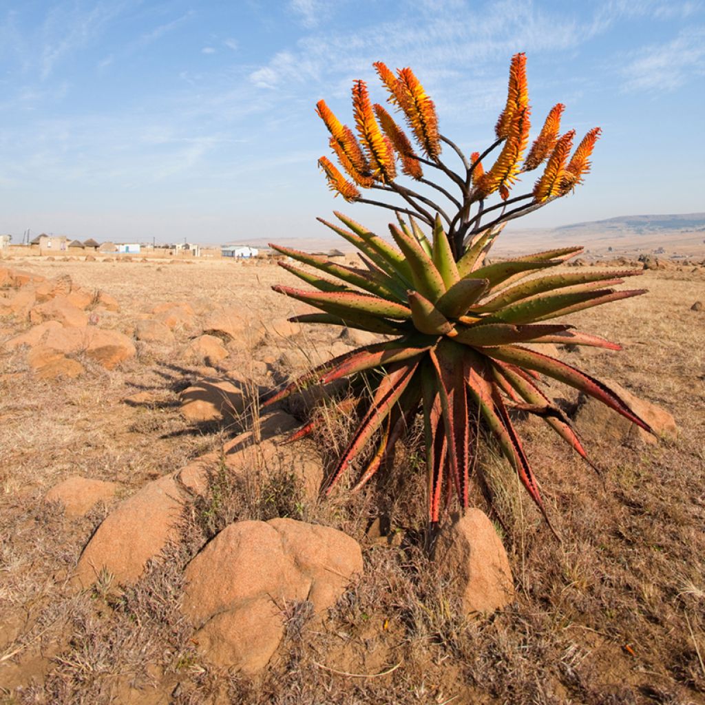 Aloe marlothii - Aloès de montagne