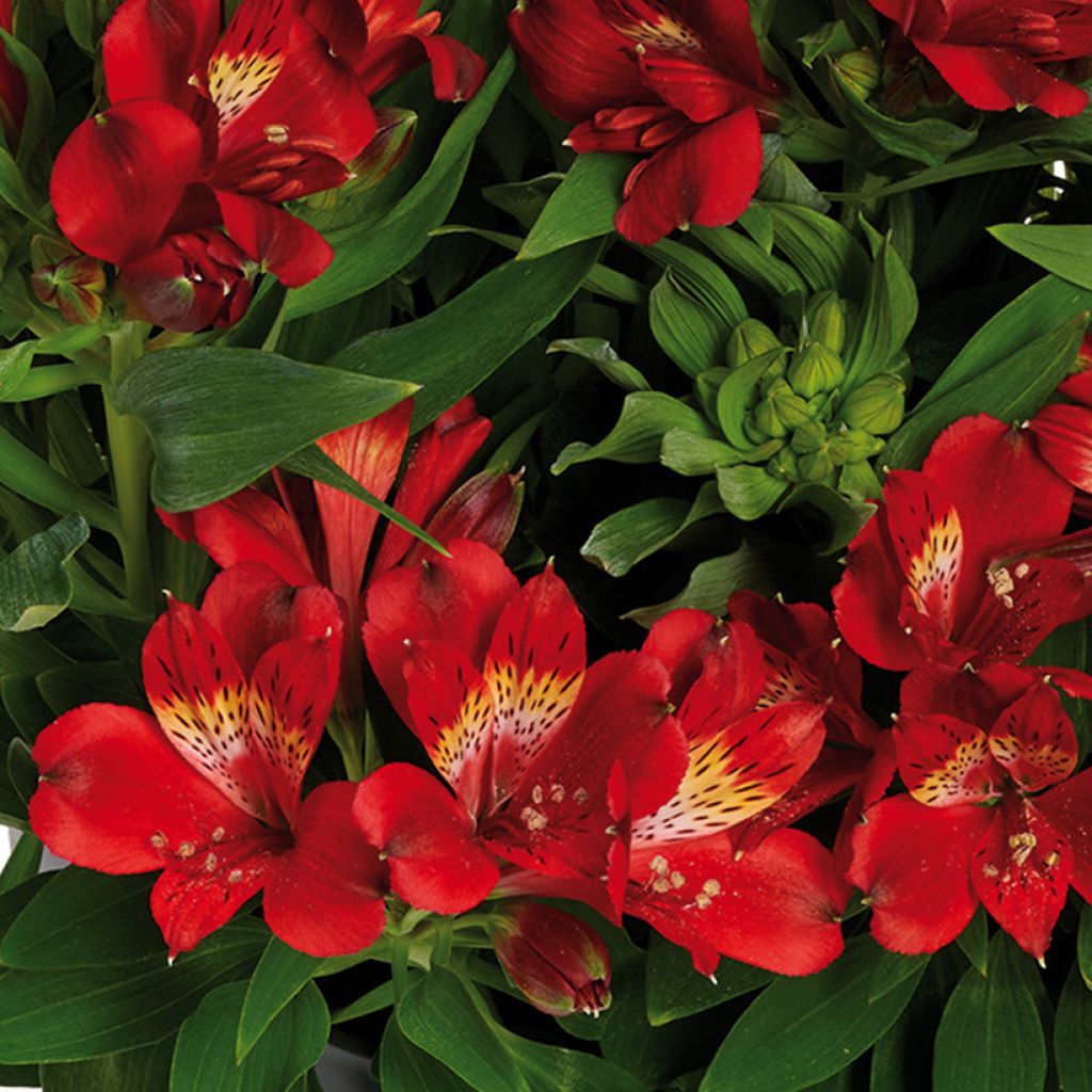Alstroemeria Inticancha Doba - Lis des Incas