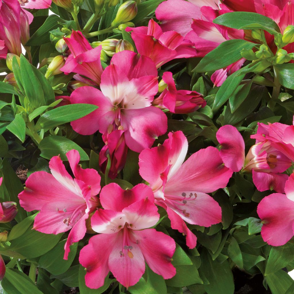 Alstroemeria Inticancha Romance - Lis des Incas