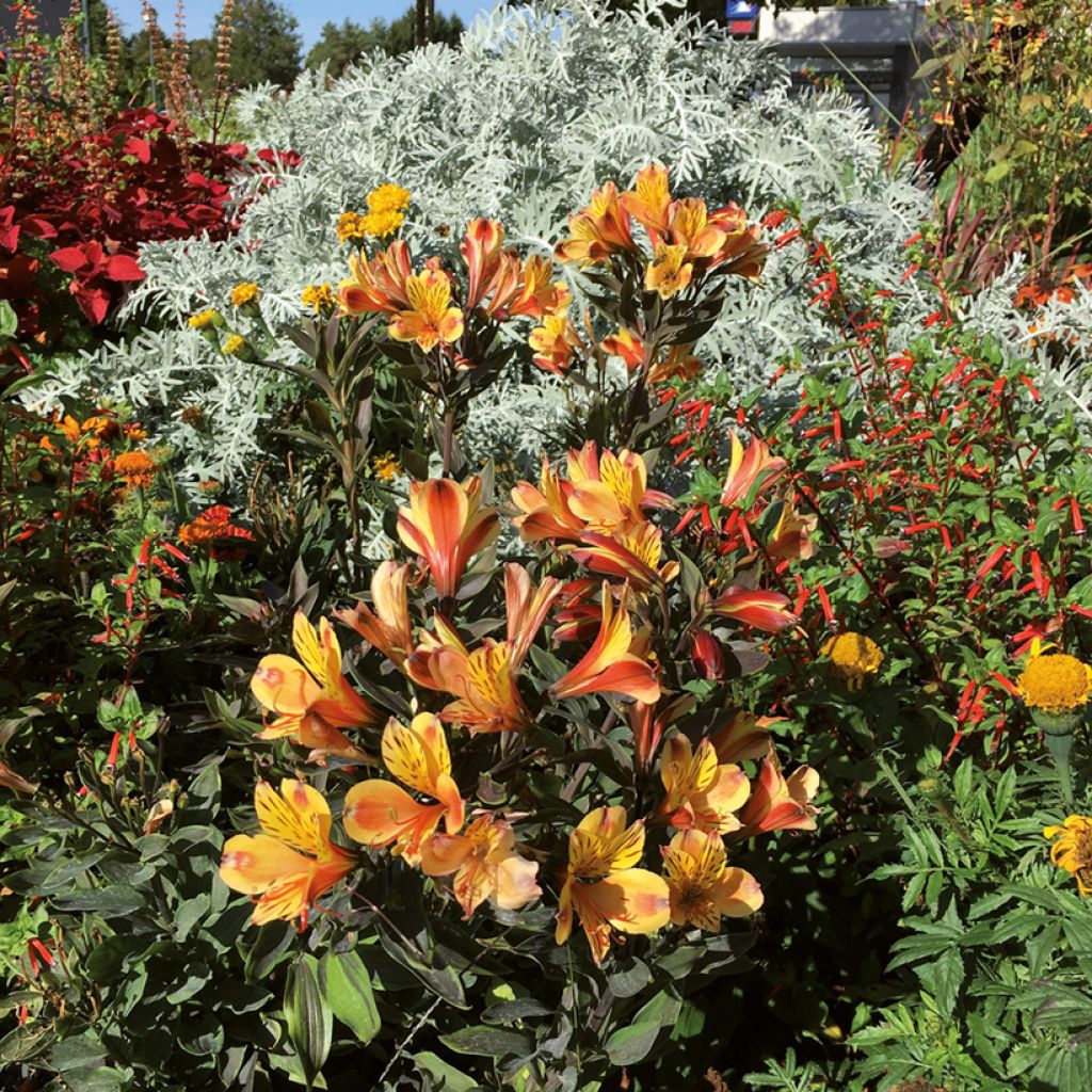 Alstroemeria Summer Breeze - Lis des Incas